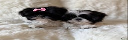 Shih Tzu dogs for sale: AMERICAN IMPERIAL SHIH TZU PUPPIES - Advert 5
