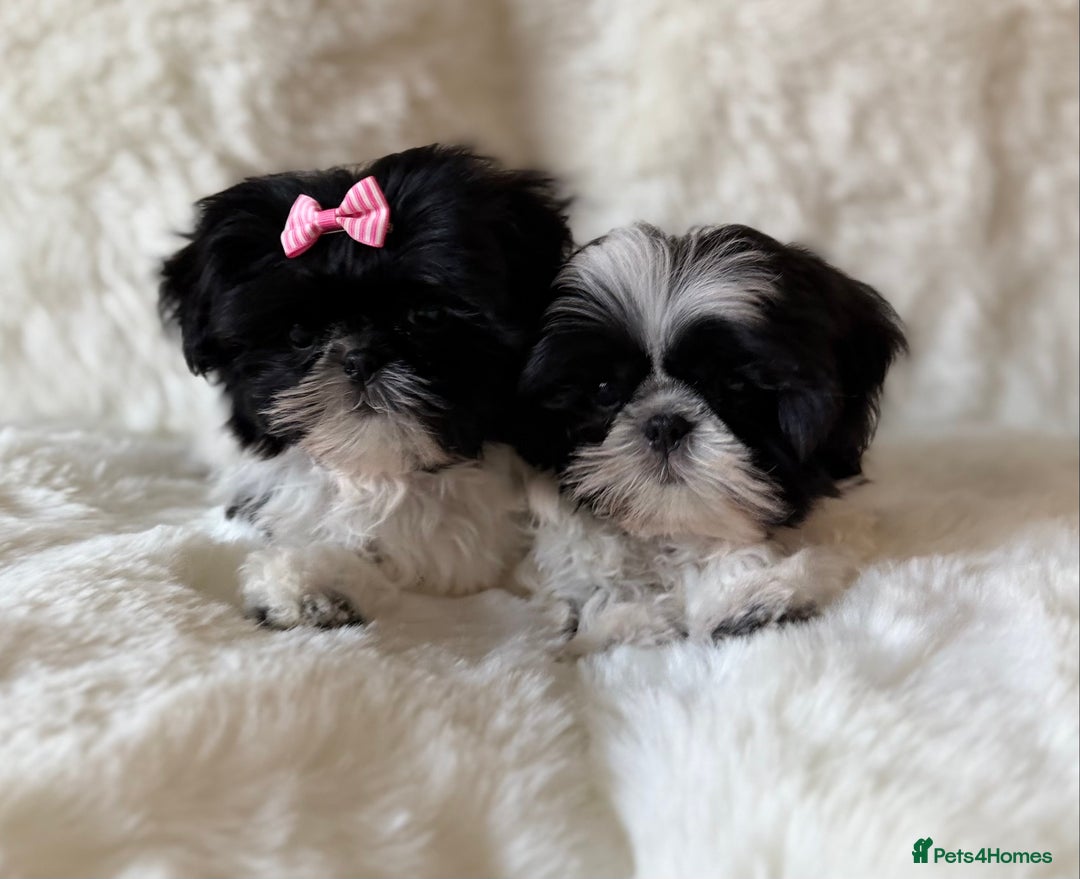 Shih Tzu dogs for sale: AMERICAN IMPERIAL SHIH TZU PUPPIES - Advert 5