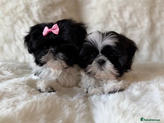 Shih Tzu dogs AMERICAN IMPERIAL SHIH TZU PUPPIES - Advert 18