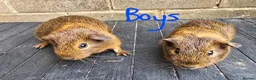 Guinea Pig rodents for sale: 2 Girls and 2 Boys looking for their forever home in Matlock - Advert 2