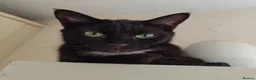 Domestic Shorthair cats for sale: Bonded pair of indoor girl cats - together only - Advert 31
