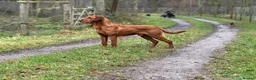 Goldador dogs for sale: Stunning Goldador pups  - Advert 12
