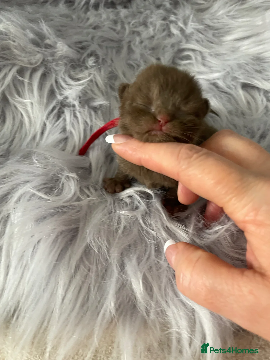 British Shorthair cats for sale: 🔥 GCCF KITTENS CHOCOLATE BLUE LILAC CHAMPION  - Advert 1