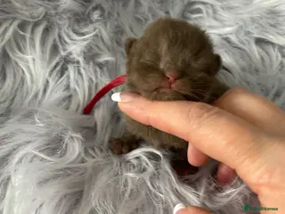 British Shorthair cats 🔥 GCCF KITTENS CHOCOLATE BLUE LILAC CHAMPION - Advert 2