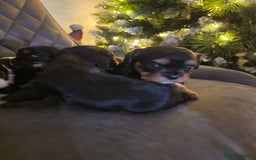 Cavalier King Charles Spaniel dogs for sale: Cavalier King Charles puppies  - Advert 6