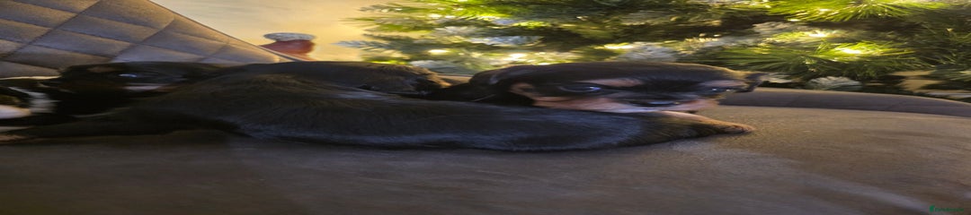 Cavalier King Charles Spaniel Puppy 1