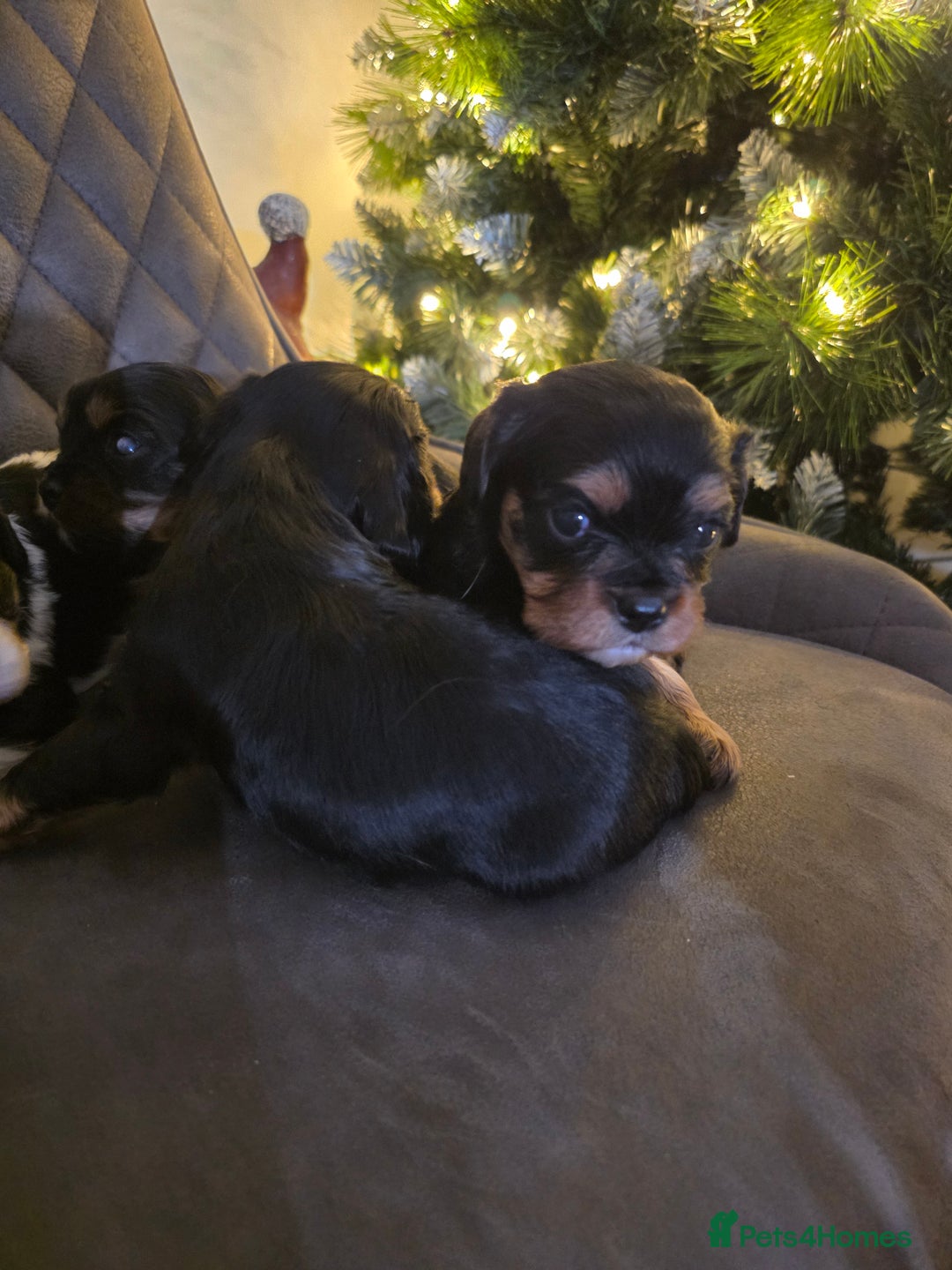 Cavalier King Charles Spaniel dogs for sale: Cavalier King Charles puppies  - Advert 6