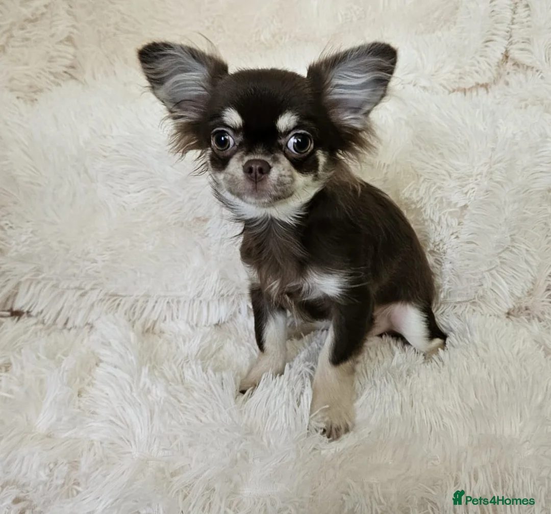 Chihuahua dogs for sale: Stunning long coat Russian girls.  - Advert 6