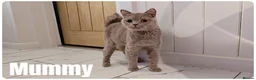 Scottish Fold cats for sale: Beautiful Scottish Fold,British & Munchkin Kittens - Advert 5