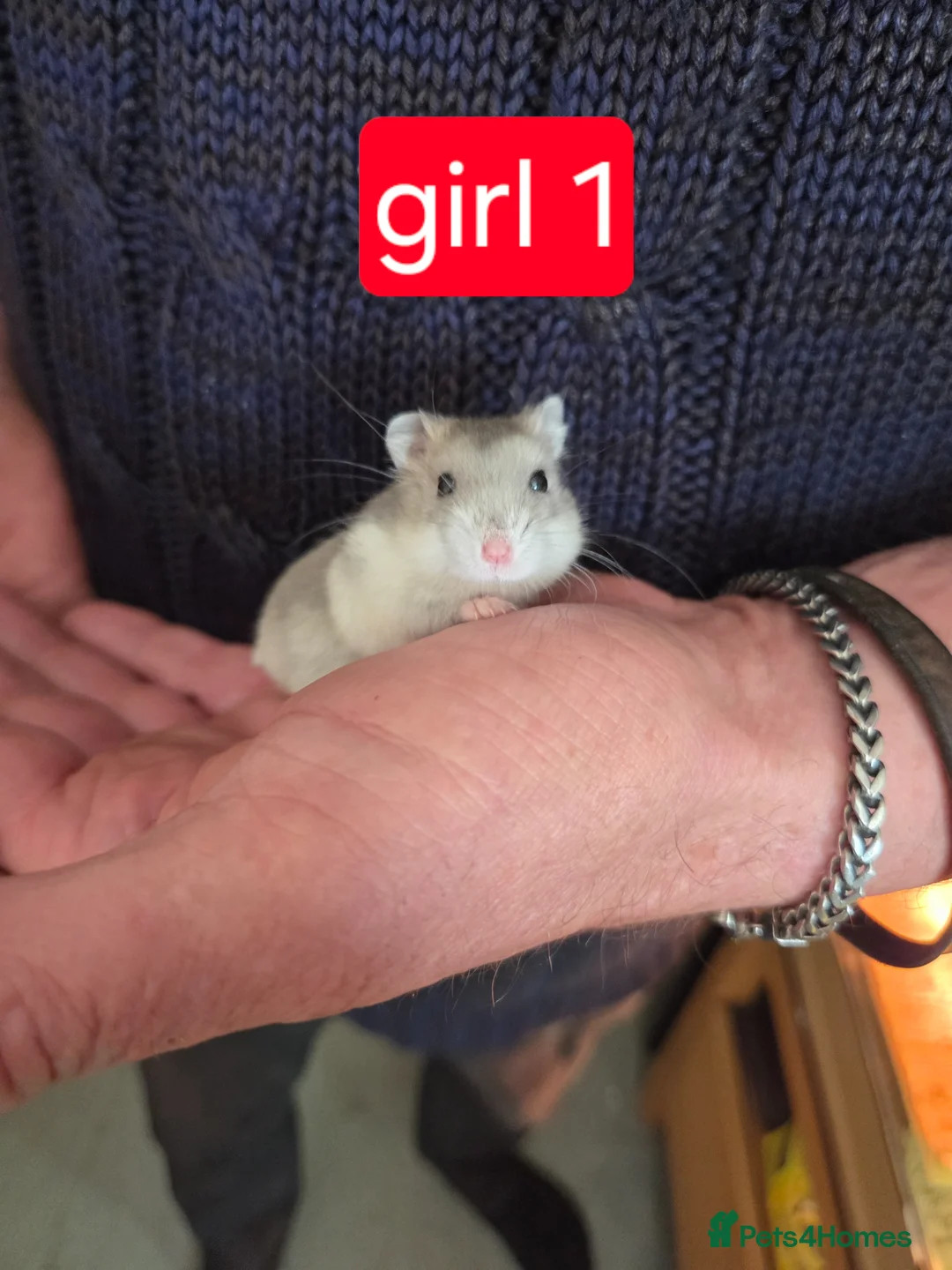 Hamster rodents for sale: Russian dwarf hamster babies - Advert 1