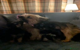 Chorkie dogs for sale: Chorkie babies  - Image 13