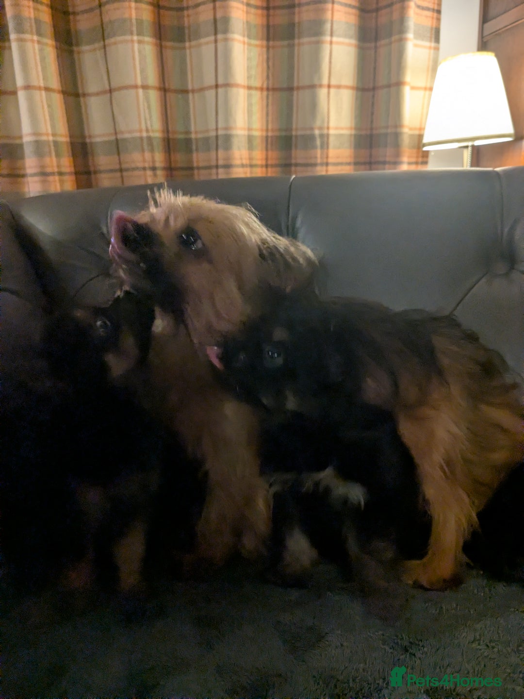 Chorkie dogs for sale: Chorkie babies  - Image 13