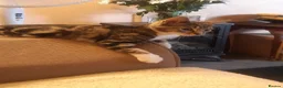 Mixed Breed cats for adoption: 3 lovely boy kittens for adoption - Advert 8