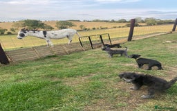 Bedlington Terrier dogs for sale: Bedlington Terrier x Italian Greyhound Puppies - Image 11