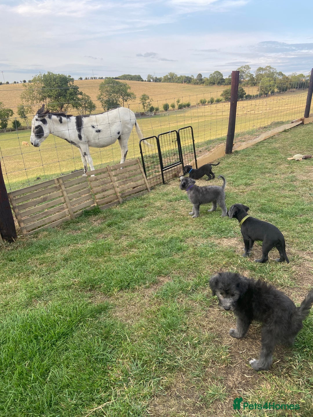 Bedlington Terrier dogs for sale: Bedlington Terrier x Italian Greyhound Puppies - Image 11