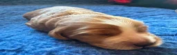 Australian Labradoodle dogs for sale: Australian Labradoodle-Medium-sized  - Advert 38
