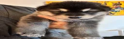 Mixed Breed dogs for stud: German Shepherd/Alaskan Malamute Isabella Coat - Advert 2