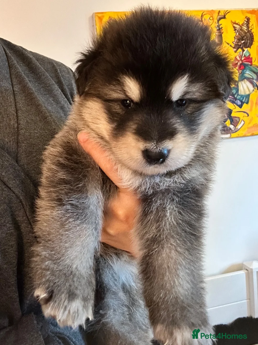 Mixed Breed dogs for stud: German Shepherd/Alaskan Malamute Isabella Coat - Advert 2