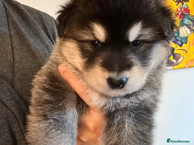 Mixed Breed dogs for stud: German Shepherd/Alaskan Malamute Isabella Coat - Advert 2