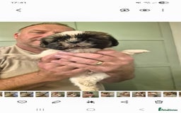 Shih Tzu dogs for sale: shis txu puppies - Image 4
