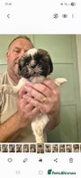 Shih Tzu dogs - Advert 13