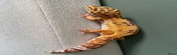 Leopard Gecko reptiles for sale: Female leopard gecko 💖 in Blyth - Advert 3