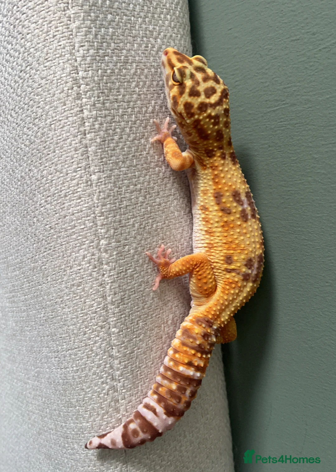 Leopard Gecko reptiles for sale: Female leopard gecko 💖 in Blyth - Advert 3
