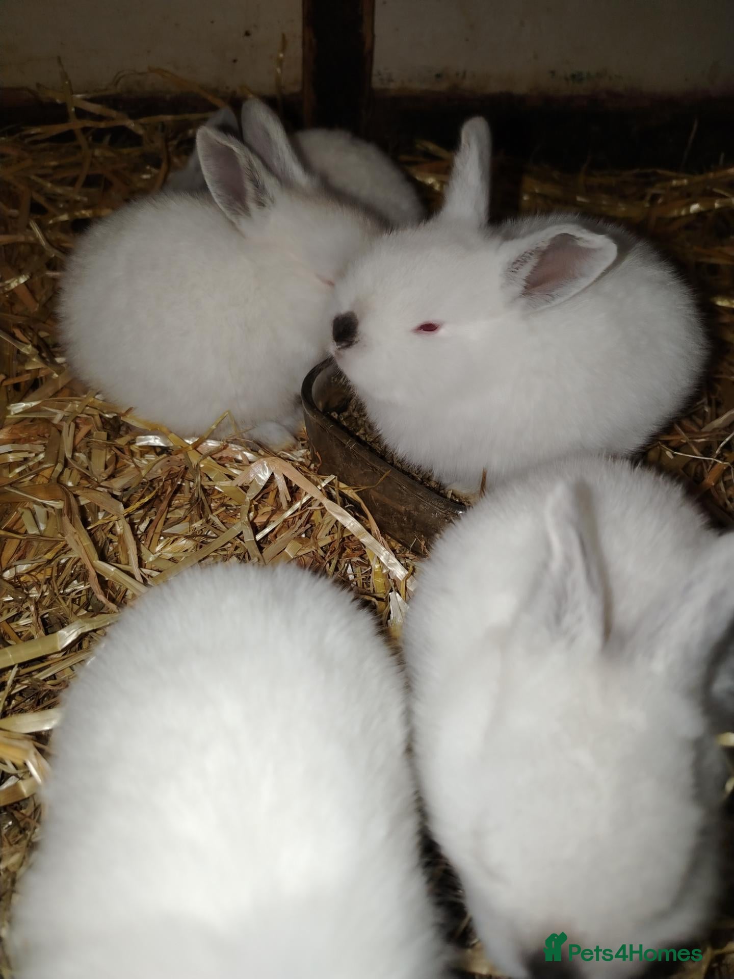 Californian rabbits Californian White Rabbits – Ready to Leave NOW - Advert 2