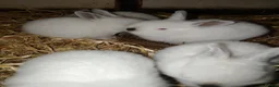 Californian rabbits for sale: Californian White Rabbits – Ready to Leave NOW - Advert 1