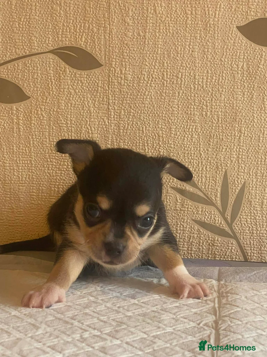 Chihuahua dogs for sale: chihuahua puppis for sale  - Advert 8