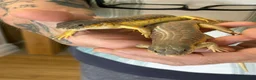 Skink reptiles for sale: Pair blue tongue and group Berber skinks  - Advert 7