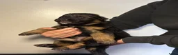 German Shepherd dogs for sale: 🐾 Beautiful German Shepherd Puppies 🐾 - Advert 15