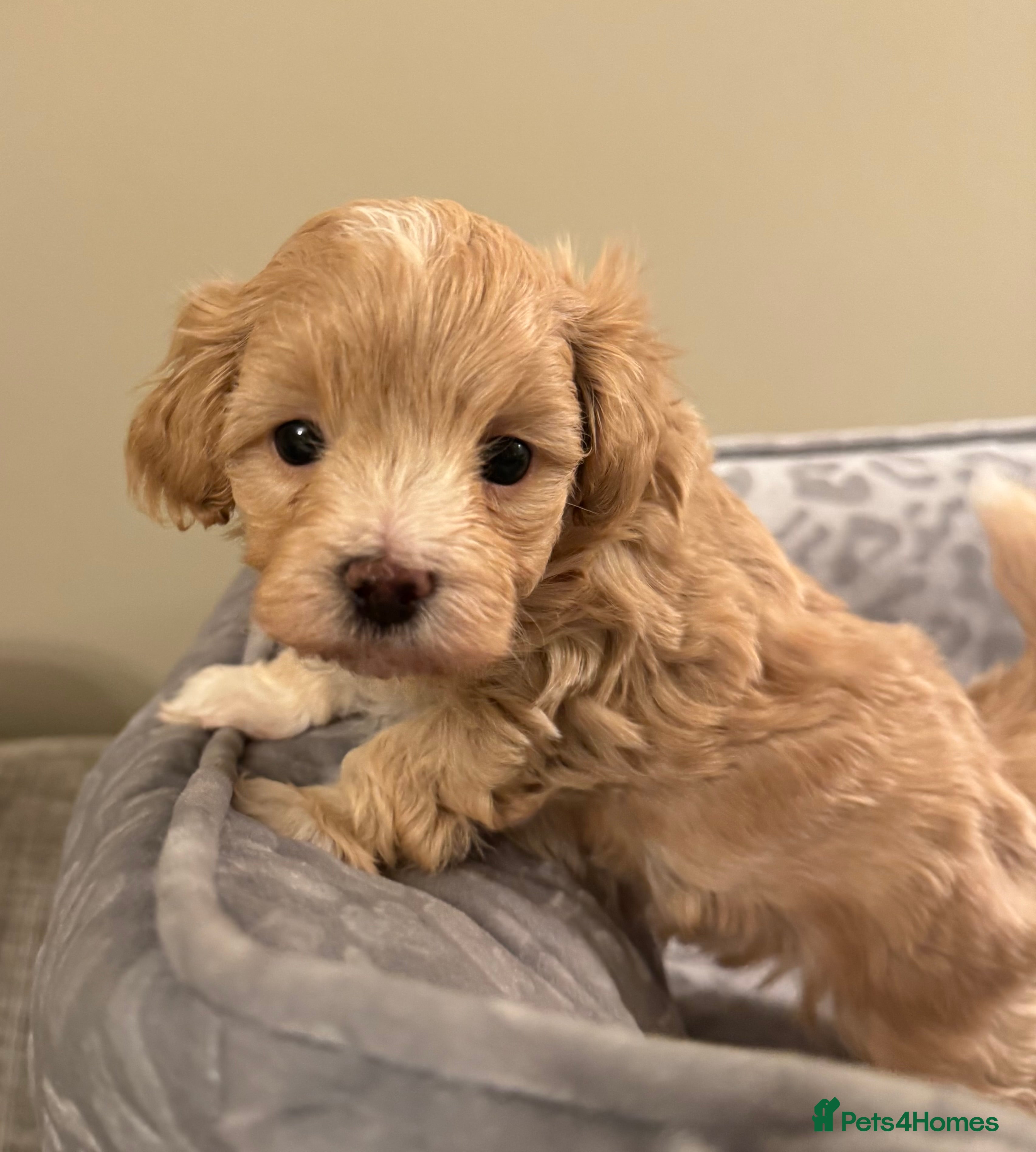 Maltipoo dogs 💗 Maltipoo Puppies – DNA Clear, Family Raised 💗 - Advert 5