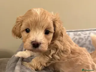 Maltipoo dogs 💗 Maltipoo Puppies – DNA Clear, Family Raised 💗 - Advert 5