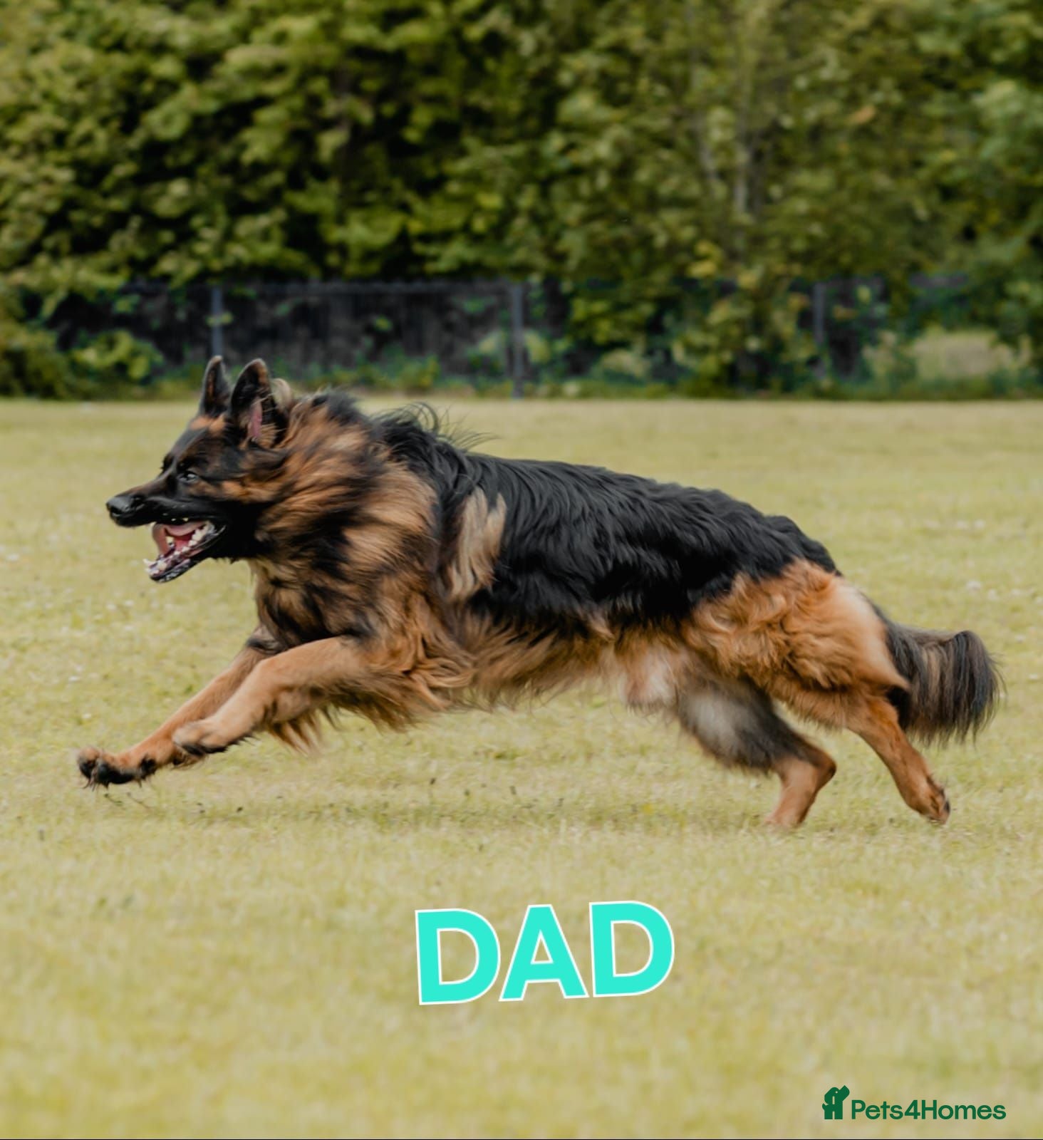 German Shepherd dogs German Shepherd puppies  - Advert 2