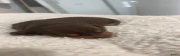 Dachshund dogs for sale: Dachshund Pups 🐶 - Advert 9