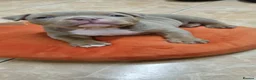 American Bully dogs for sale: American pocket bully  - Advert 7