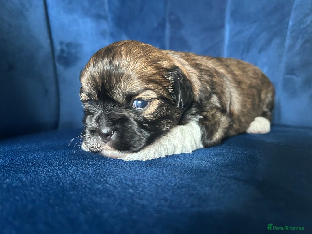 Mixed Breed dogs for sale: Stunning Lhasa apso x puppies  - Image 9