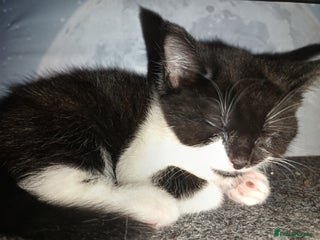 Mixed Breed cats - Advert 32