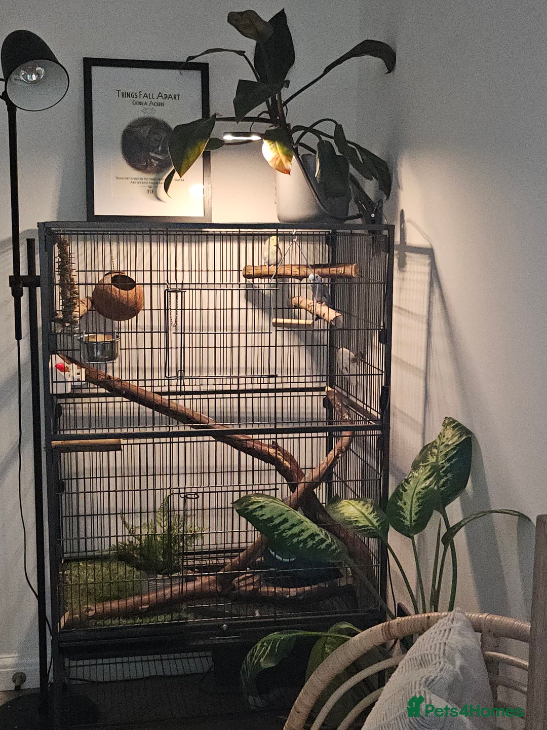 Parrots birds for sale: Parrotlets - Bonded Pair approx 2 years old - Advert 5