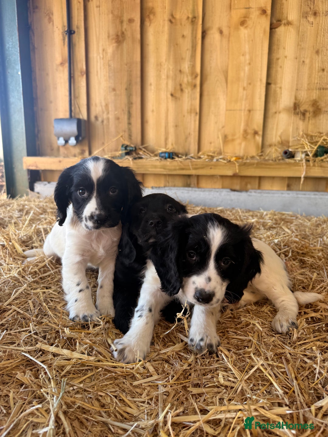 Cocker Spaniel dogs for sale: Working cockerspaniel puppies  - Advert 2