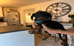 Dobermann dogs for sale: 9 KC Reg pedigree Doberman puppies - Image 19
