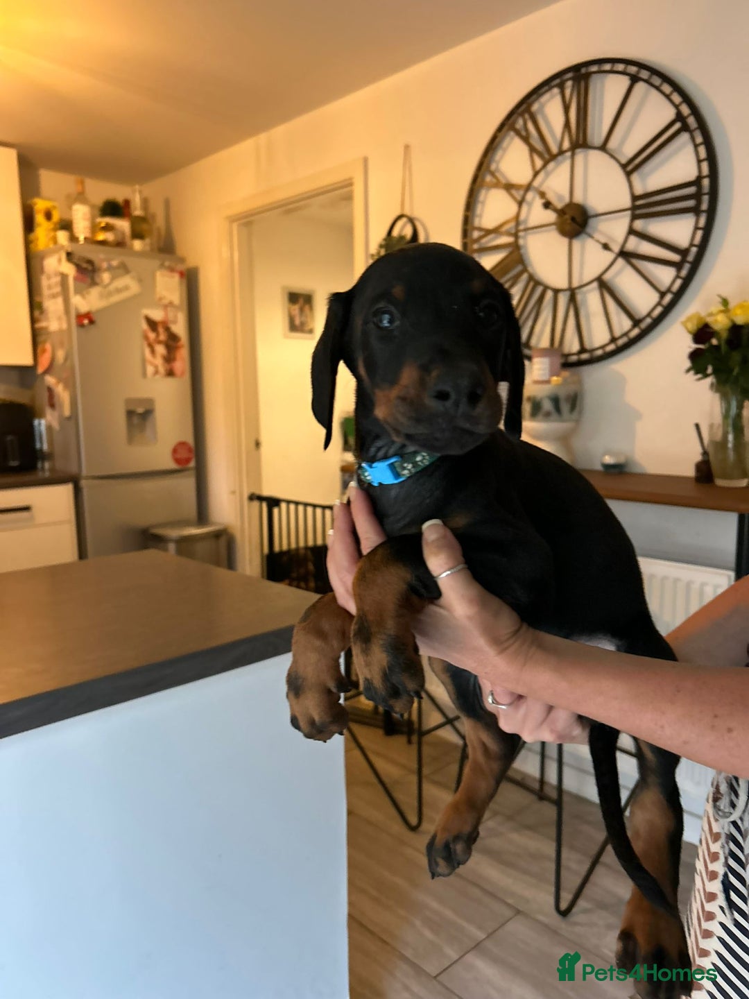 Dobermann dogs for sale: 9 KC Reg pedigree Doberman puppies - Image 19