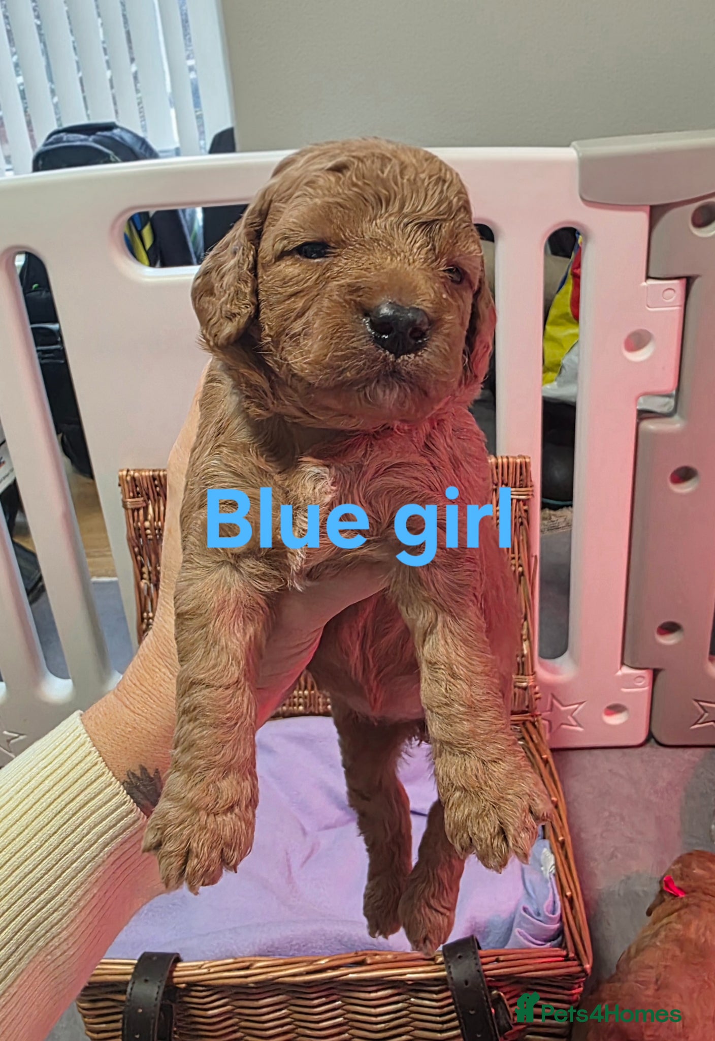 Mini Goldendoodle dogs for sale: Mini F1B Goldendoodles in Ballymoney - Advert 7