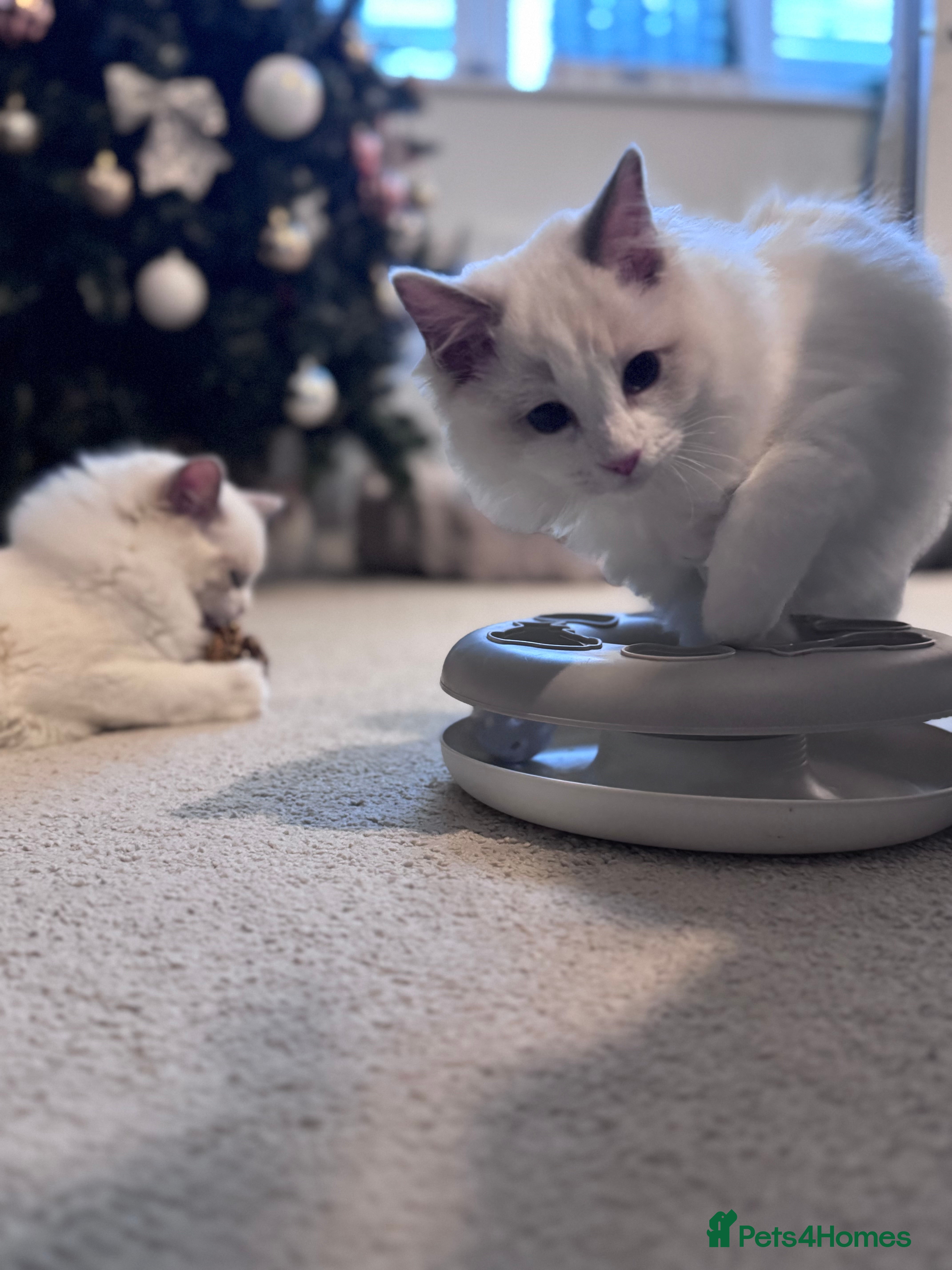 Ragdoll cats Ragdolls Kittens Blue and lilac  - Advert 3