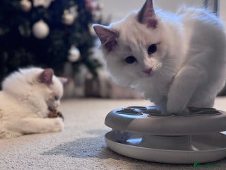 Ragdoll cats Ragdolls Kittens Blue and lilac - Advert 1