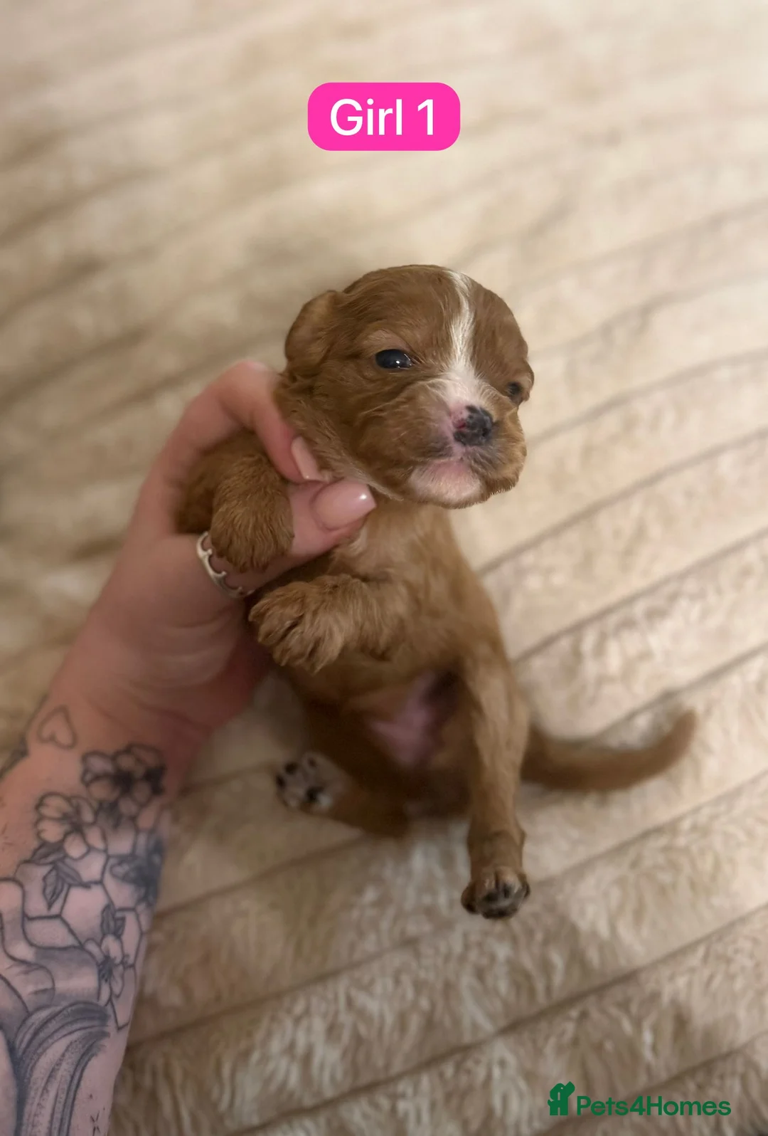 Cavapoo dogs for sale: Cavapoo Puppies - Advert 33