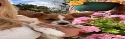 Mixed Breed dogs for sale: Beautiful Jack Russell X puppies  - Advert 7