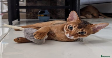 Abyssinian cats in Ruislip - Advert 4