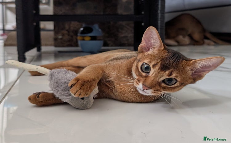 Abyssinian cats in Ruislip - Advert 11